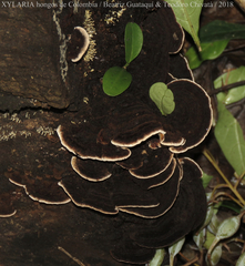 Coriolopsis caperata