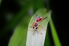 Sphex dorsalis