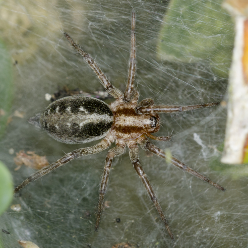 Labirintinis Piltuvininkas nuotrauka