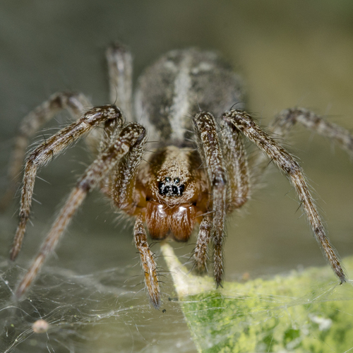 Labirintinis Piltuvininkas nuotrauka