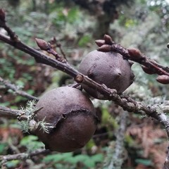 Dolichoderus quadripunctatus