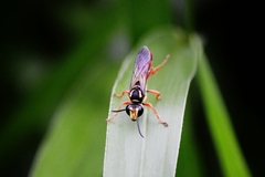 Sphex dorsalis