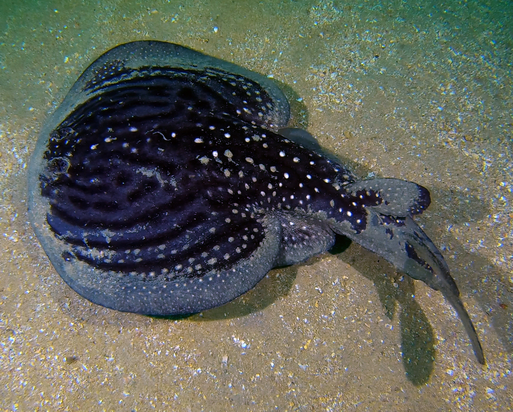 Ornate Sleeper Ray