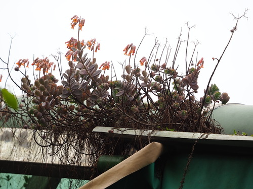 Kalanchoe fedtschenkoi