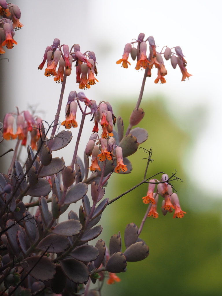 Gozal onalar ogillari jinsiy aloqa