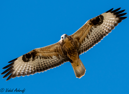 Long-legged Buzzard, photo 8 of 9