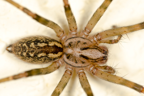 Eratigena inermis