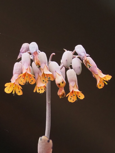 Kalanchoe fedtschenkoi