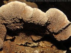 Coriolopsis caperata