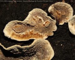 Coriolopsis caperata