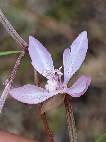 Waltham Creek clarkia (Clarkia modesta)