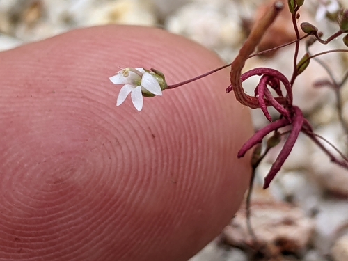 Image of Nemacladus secundiflorus by (c) Ken-ichi Ueda, some rights reserved (CC BY)