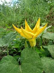 Cucurbita pepo