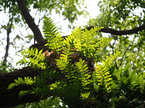 Drynaria roosii Nakaike