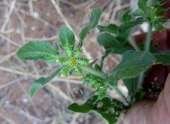 Acanthospermum hispidum image