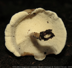 Lentinus flexipes