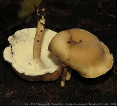 Lentinus flexipes
