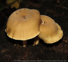 Lentinus flexipes