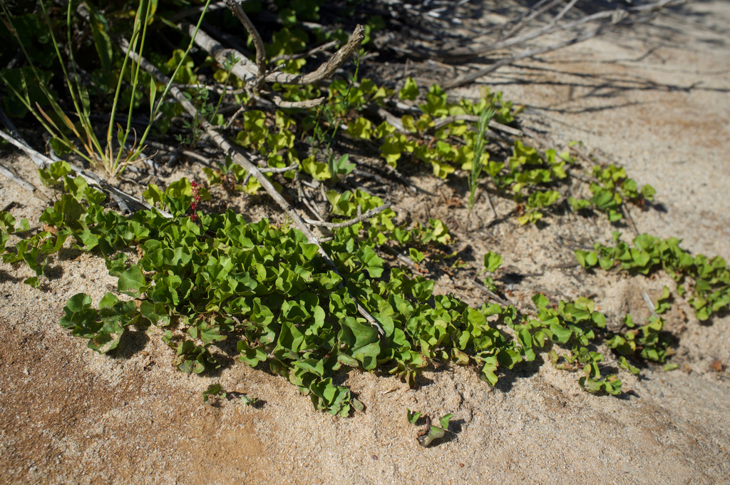 western ponysfoot