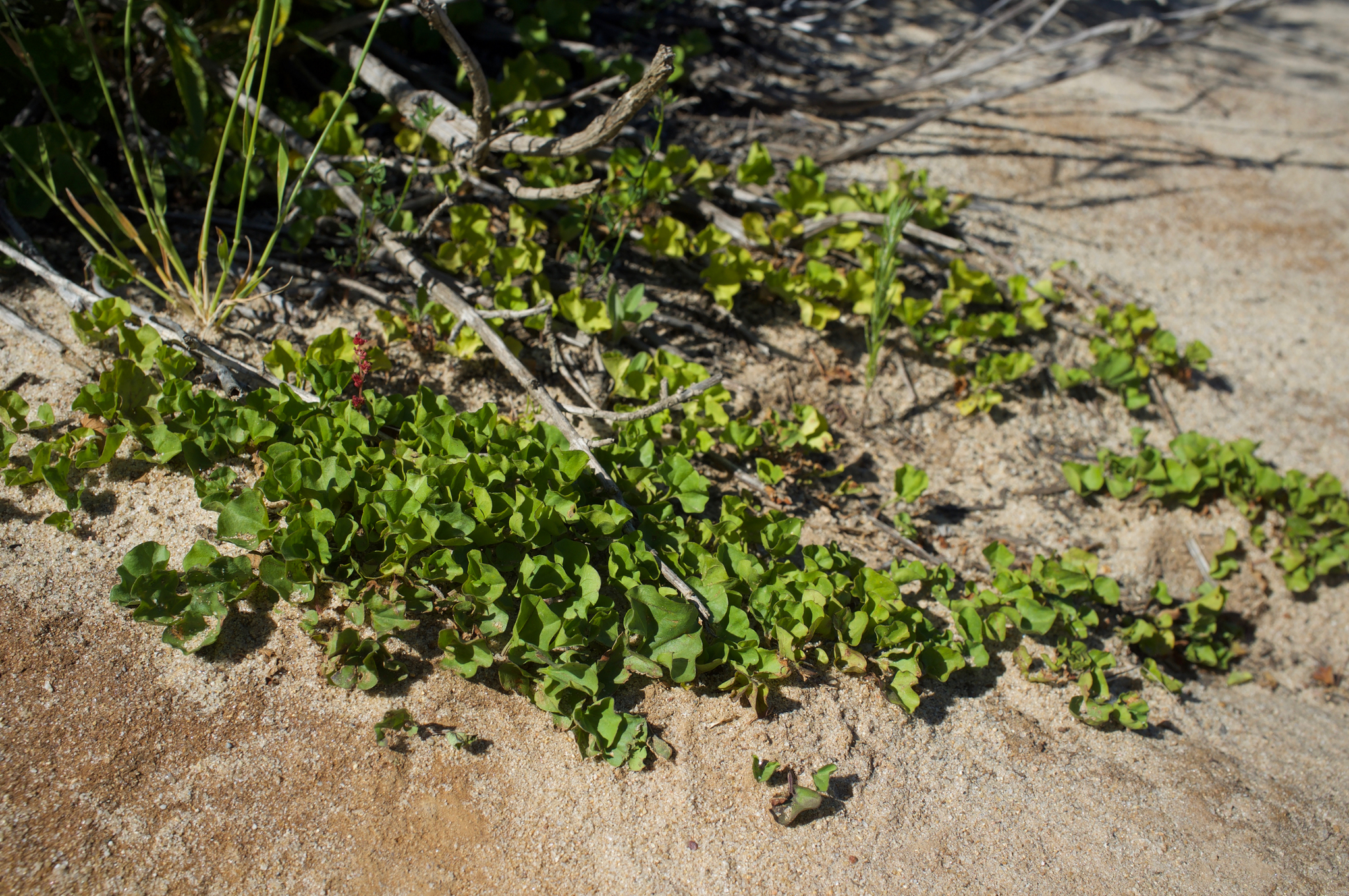 Dichondra occidentalis