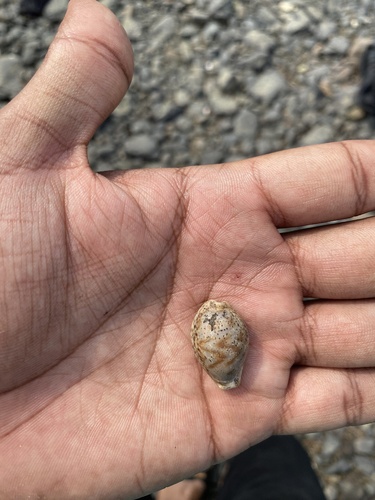 Cypraea lentiginosa observed 2023-05-08
