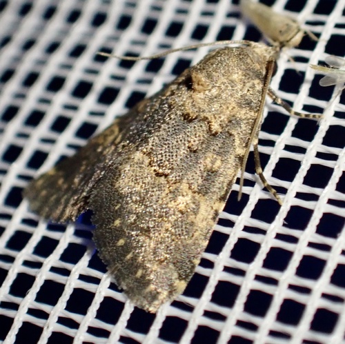 Duhemia variegata