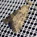 Duhemia variegata - Photo (c) Jean-Paul Boerekamps, some rights reserved (CC BY), uploaded by Jean-Paul Boerekamps