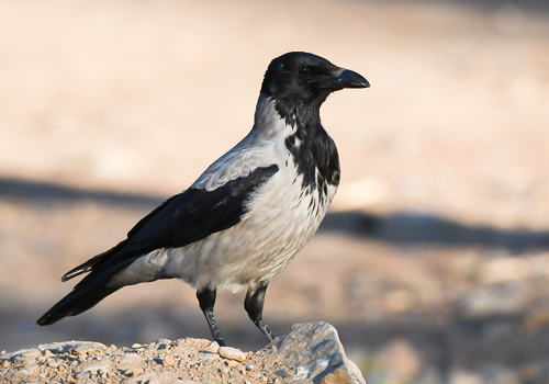 Hooded Crow
