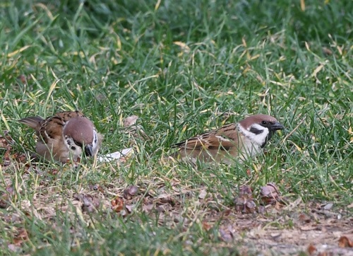 Eurasian Tree Sparrow