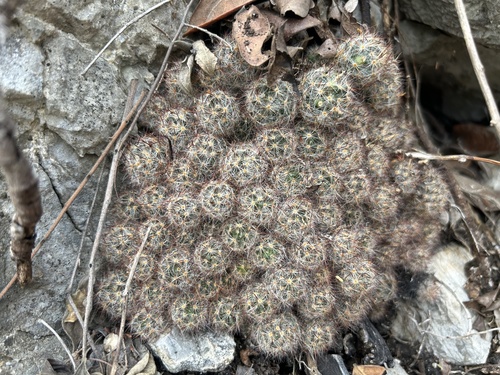 Mammillaria prolifera