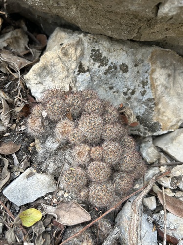 Mammillaria prolifera