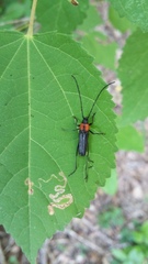 Stenobatyle miniatocollis