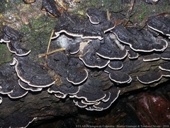 Coriolopsis caperata