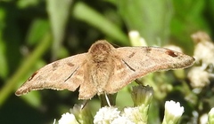 Arteurotia tractipennis