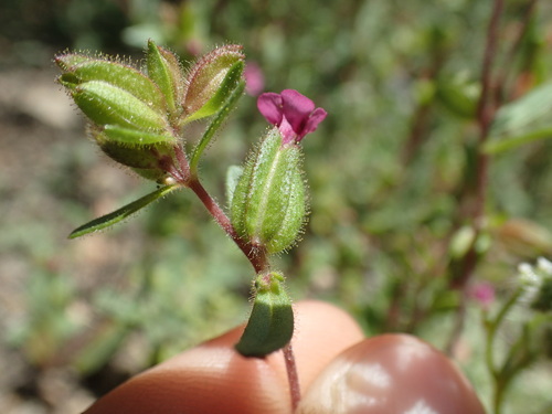 Image of Diplacus rattanii by (c) Justin Paulin, some rights reserved (CC BY)