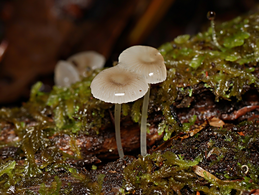 Mycena fumosa