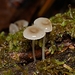 Mycena fumosa - Photo (c) Paul George, some rights reserved (CC BY-NC-SA), uploaded by Paul George
