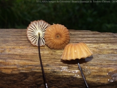 Marasmius ruforotula