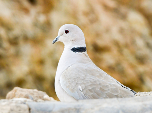 Eurasian Collared-Dove