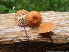 Marasmius ruforotula