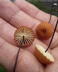 Marasmius ruforotula