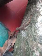 Gonatodes albogularis