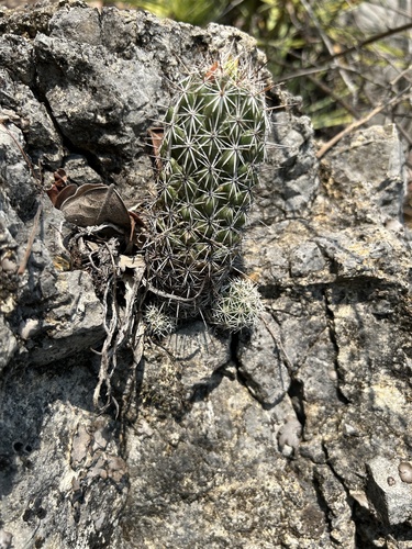 Coryphantha jalpanensis