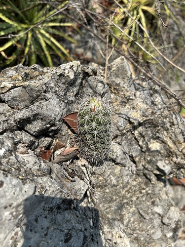 Coryphantha jalpanensis
