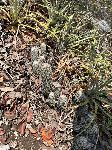 Coryphantha jalpanensis
