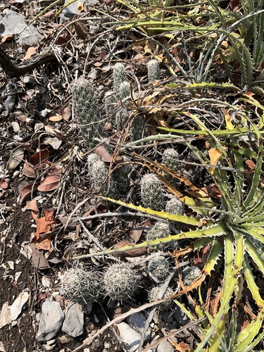 Coryphantha jalpanensis