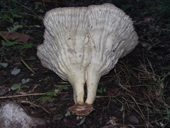 Cymatoderma caperatum