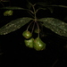 Grazielanthus arkeocarpus - Photo (c) D.F.Silva, alguns direitos reservados (CC BY-NC), uploaded by D.F.Silva
