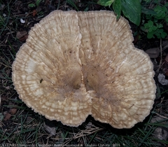 Cymatoderma caperatum