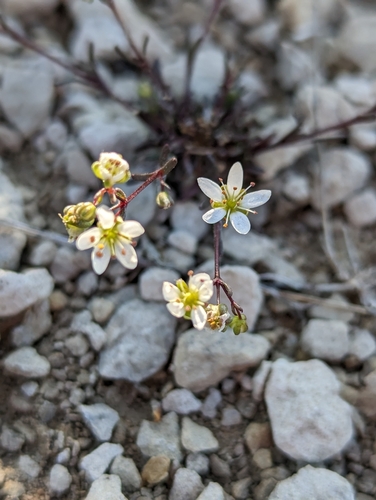 Arenaria controversa